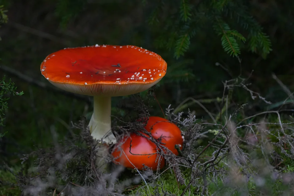 Røde fluesvampe mellem mos og grangrene i skovbunden