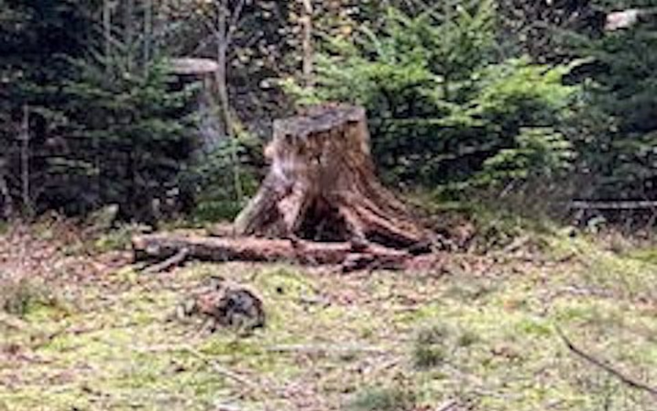 Ølgod Byskovs Venner opfordre til en gåtur i Byskoven, lige nu giver løvfald flotte farver og nye oplevelser.