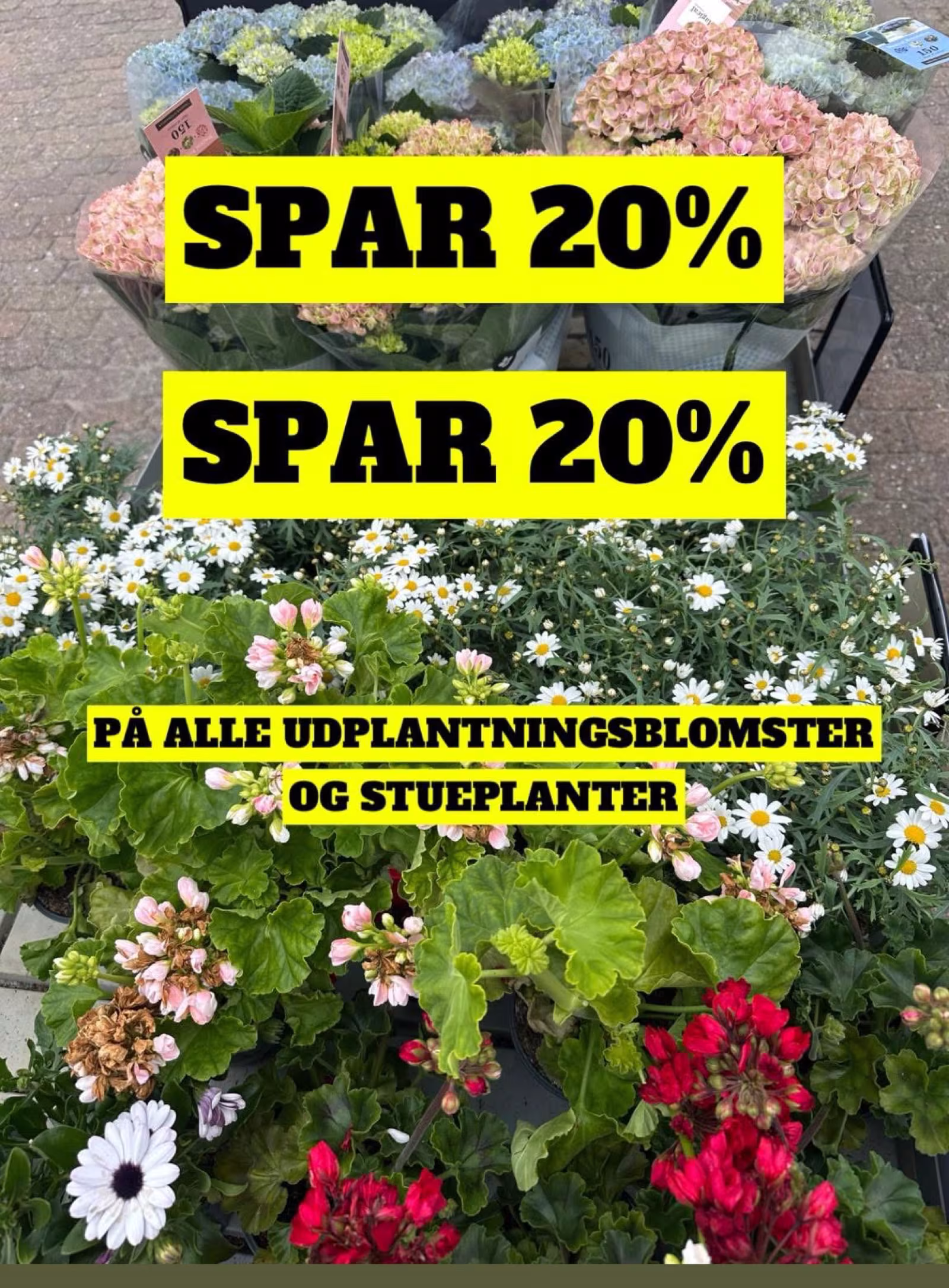 Blomsteruge med 20% rabat
