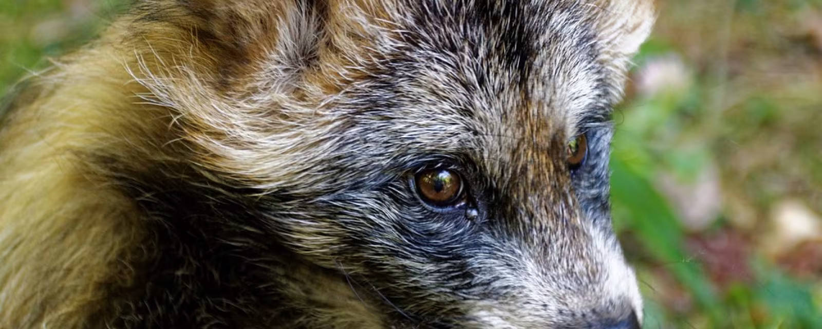8 feb: Ræve og mårhunde-regulering