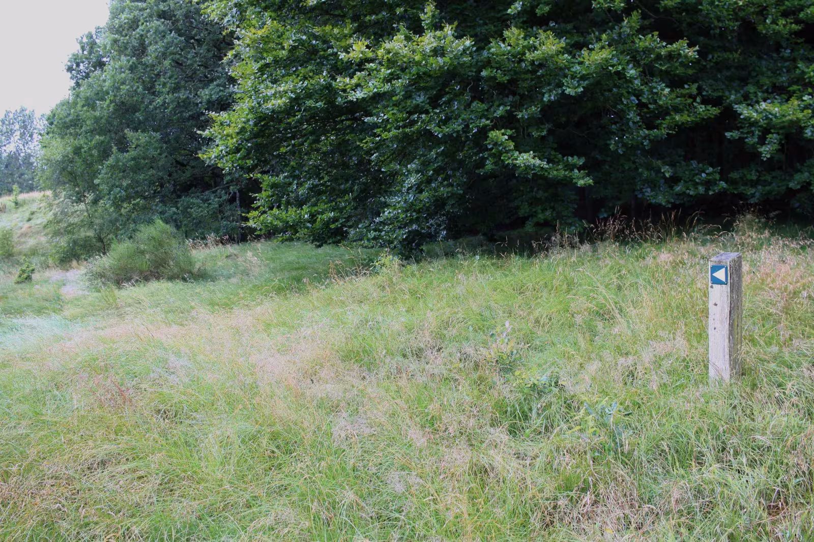 Vandrerute gennem Billeskoven til Starbæk Mølle