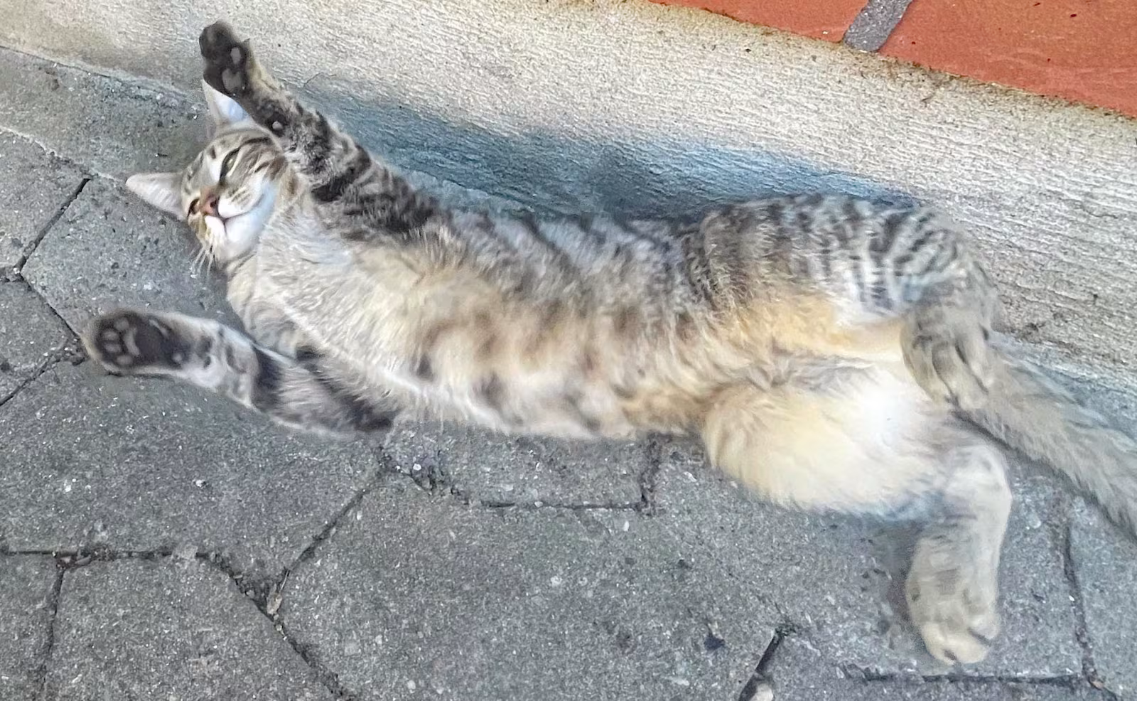 Fundet øremærket kat med chip