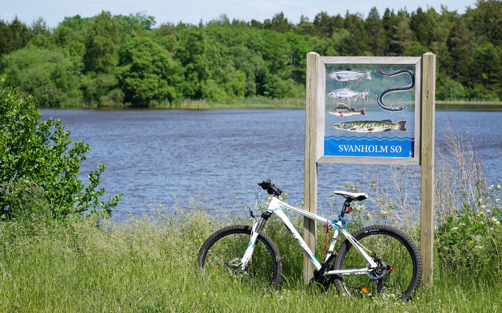 Fisketavle og cykel ved Svanholm Sø med grøn skov bag vandet