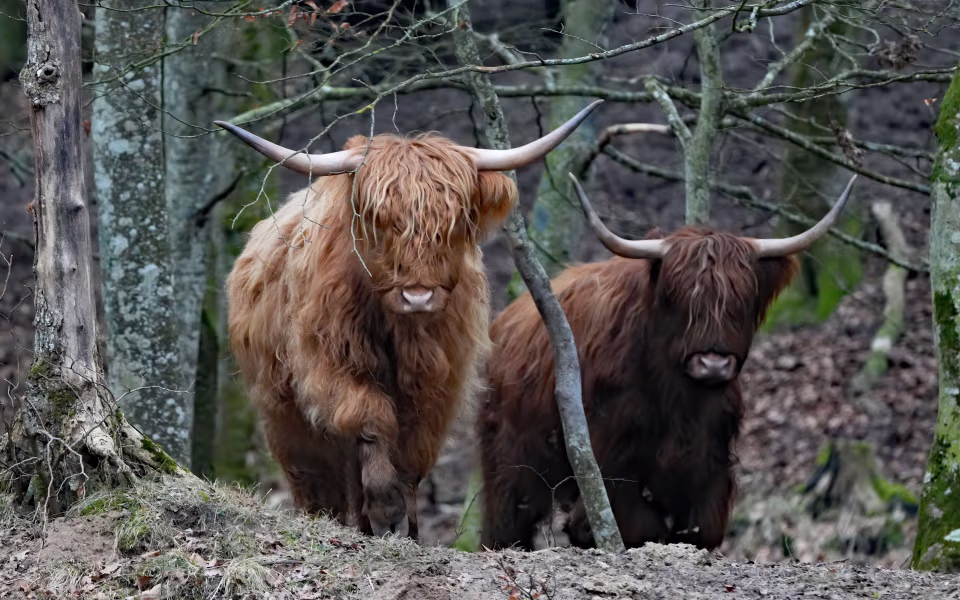 Skotsk højlandskvæg græsser på engene langs Varde Å, der løber gennem Nørholm-området. De gældende fredningsbestemmelser betyder foreløbig, at dyrene ikke må græsse på selve heden.