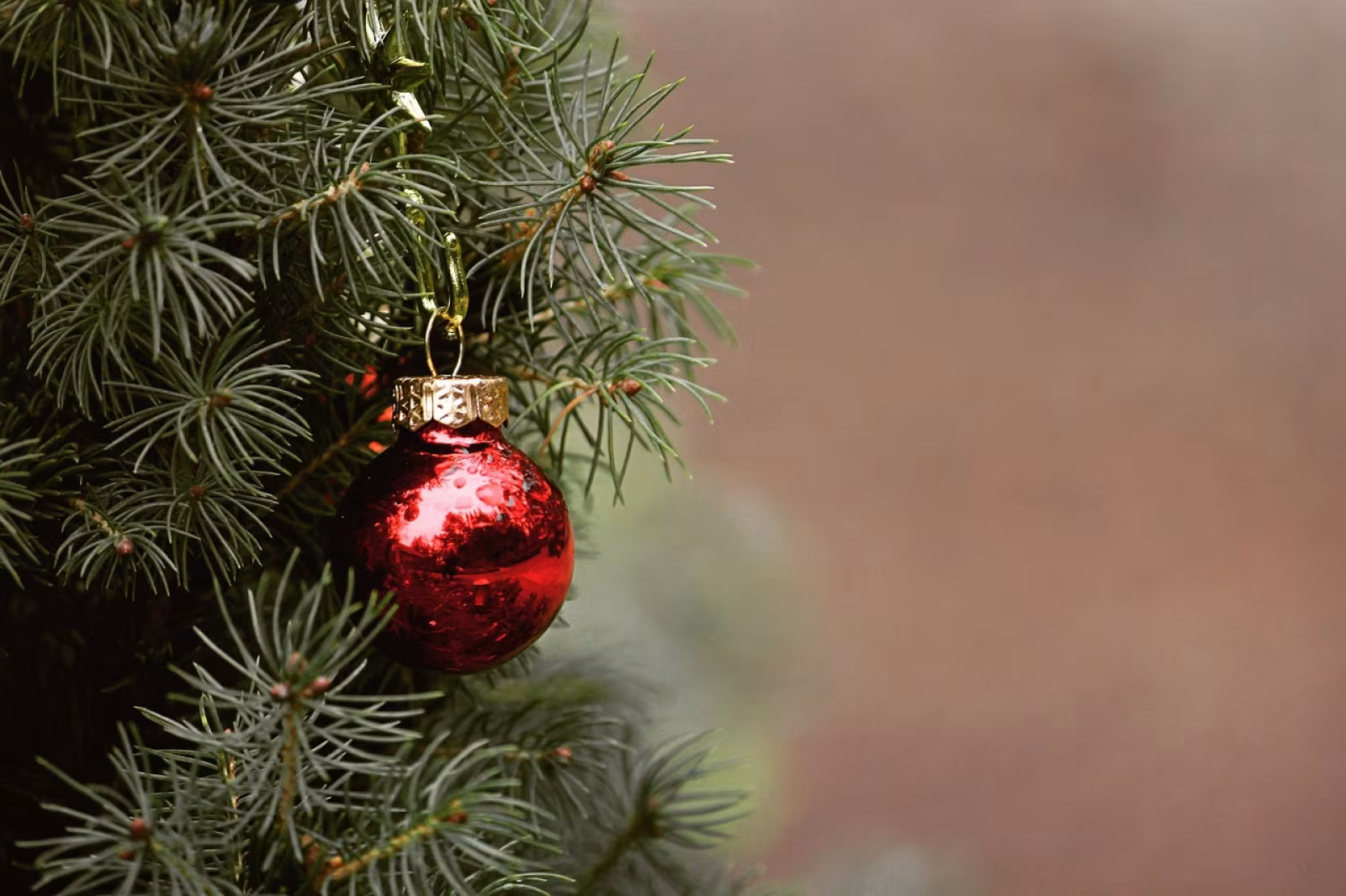 Juletræsindsamling