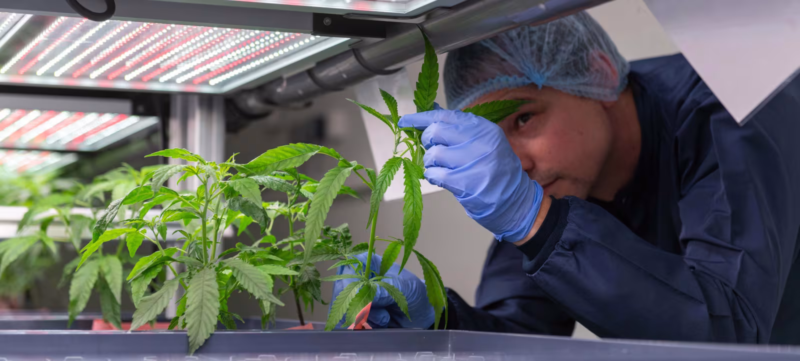 Morten Martinsen, COO hos DanCann Pharma, tjekker kvaliteten af en af de udvalgte cannabisplanter
