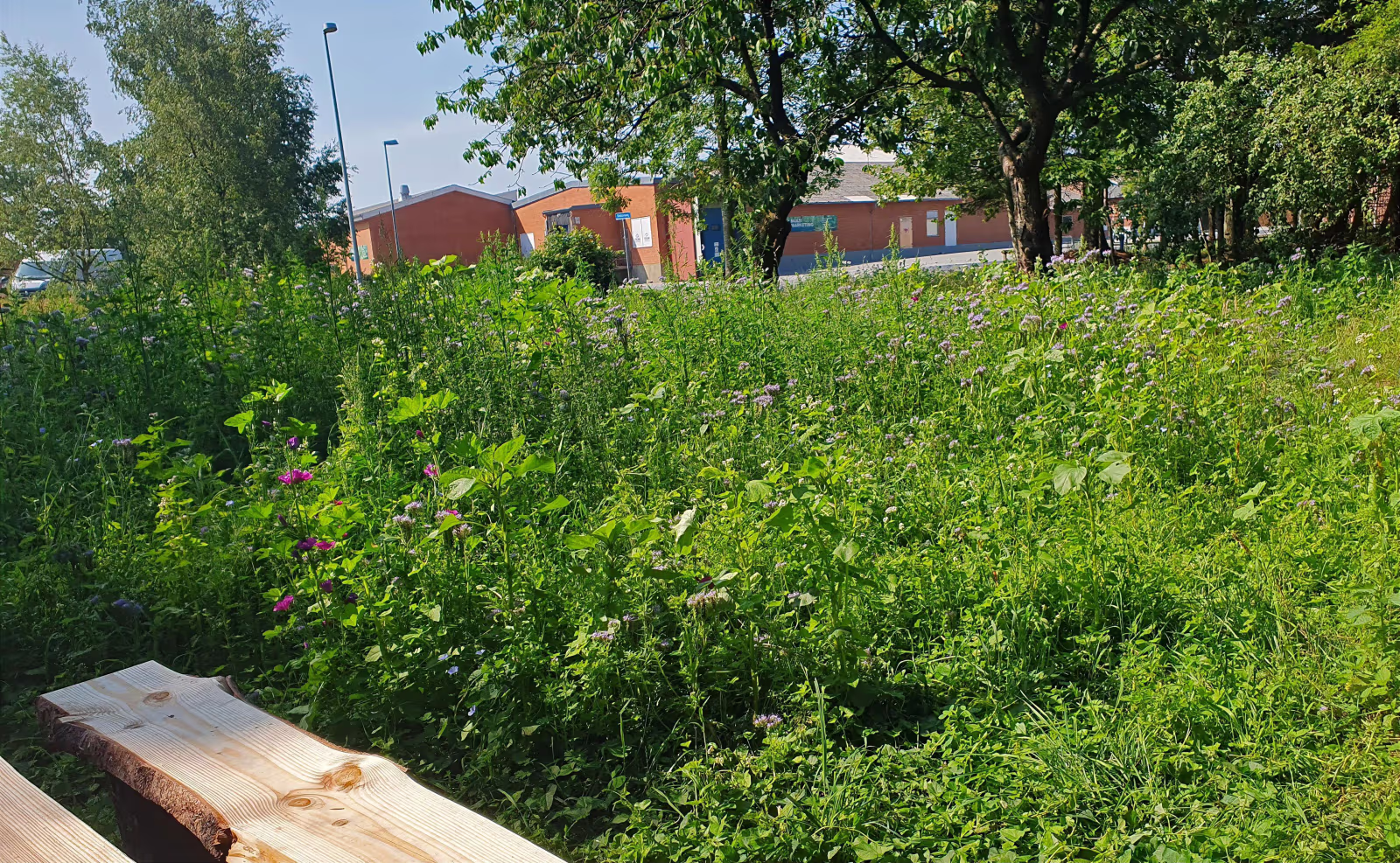 Blomstereng med vilde blomster i Skomagerens Have
