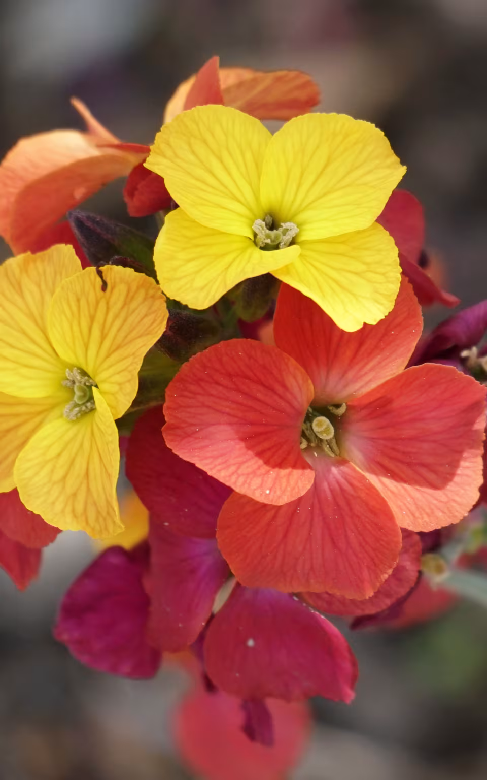 Gule og orange blomster i Den Kongelige Køkkenhave