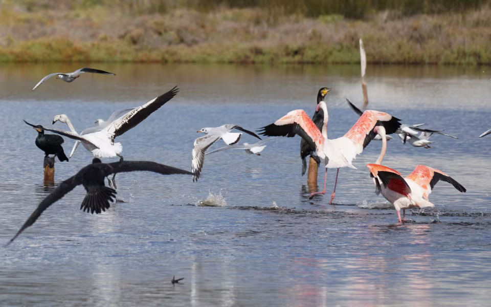 Flamingoer, måger og skarver letter fra vandet i Parc Natural de s’Albufera