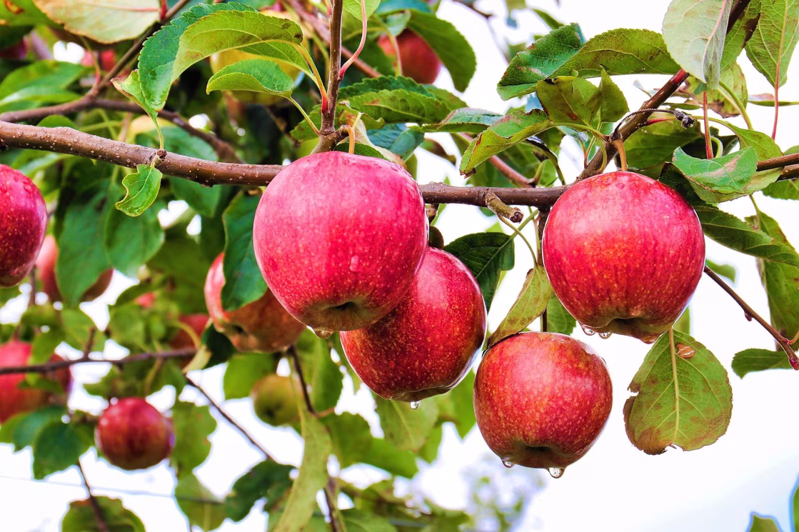 26 April: Arbejdsdag i Frugtplantagen