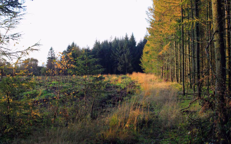 Oplev roen i Orten Plantage