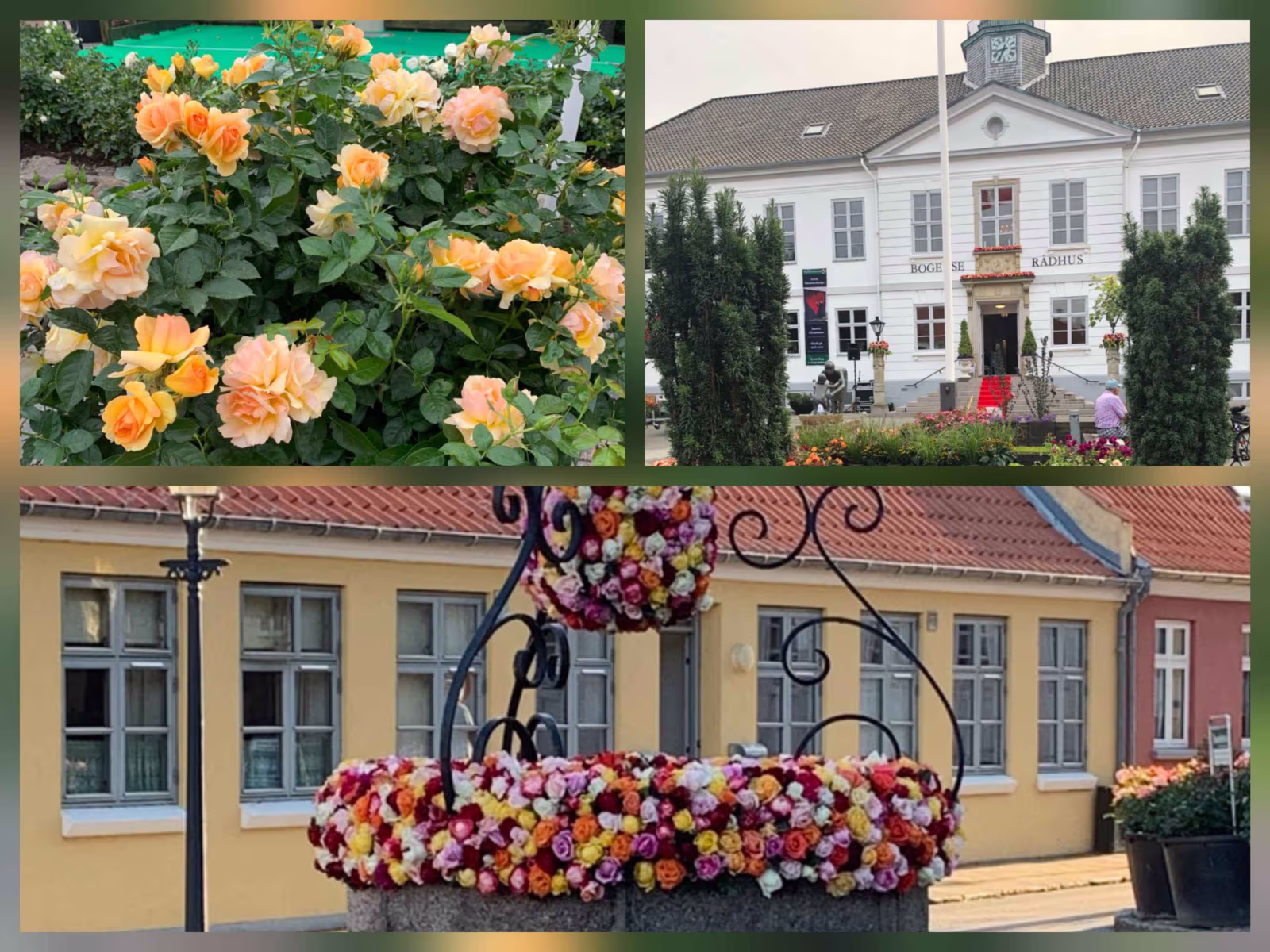 Tur til Rosenfestivalen i Bogense Ældresagen Ølgod & Helle...