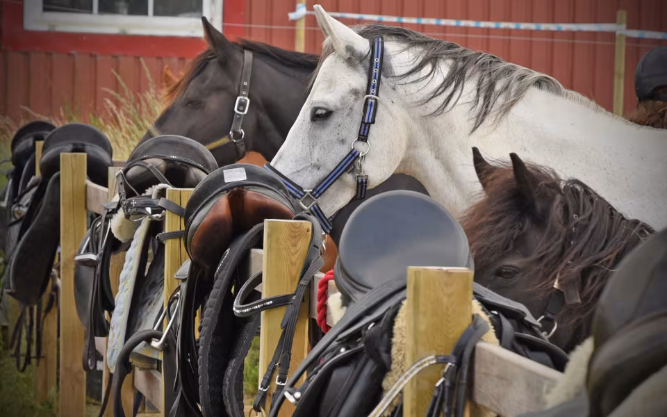 Ridelejr 2017 på Ansager Rideklubs nye hjemsted