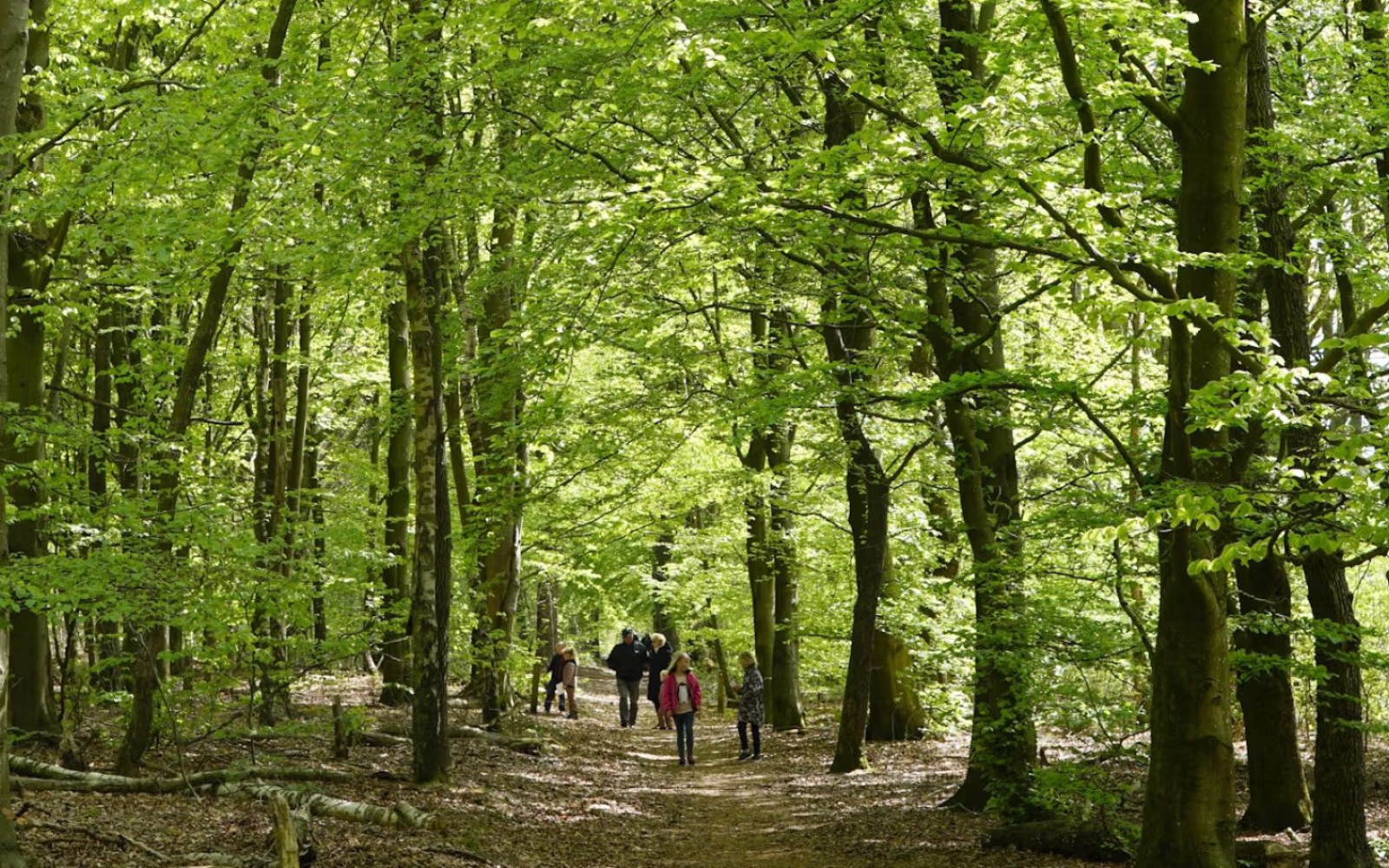 Ansager - Gul rute - 1,8 km