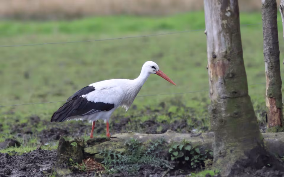Storken besøger Outrup
