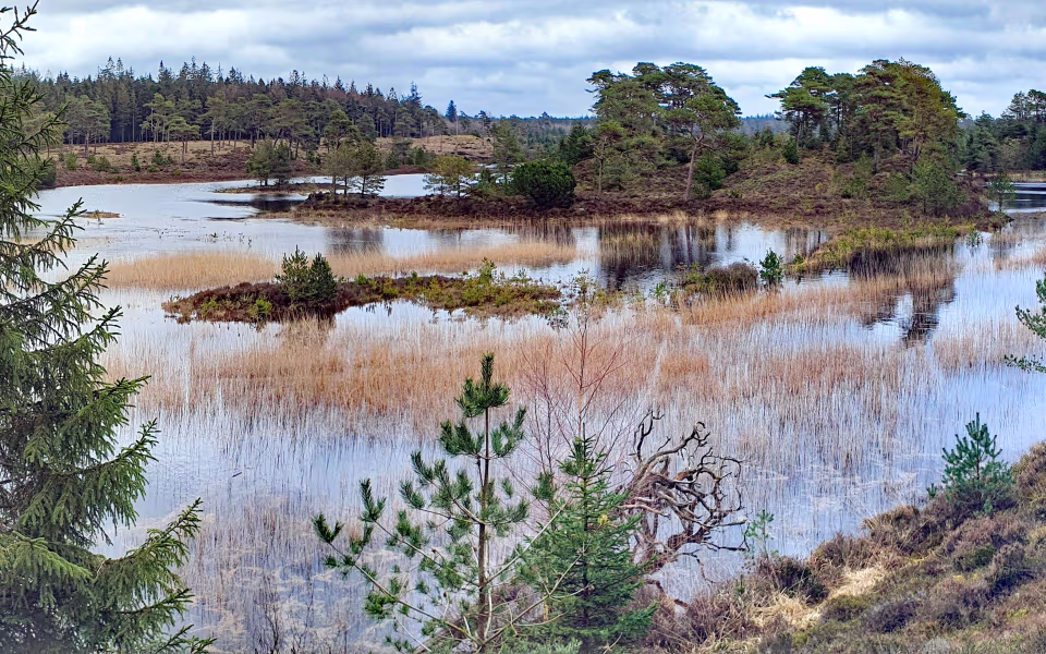 Vandflade med siv og nåletræer ved Syvårssøerne i Frederikshåb Plantage