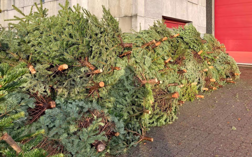 Juletræsindsamling i Skovlund og Ansager
