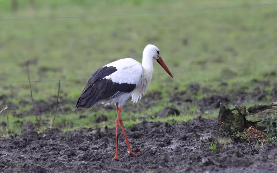 Storken besøger Outrup