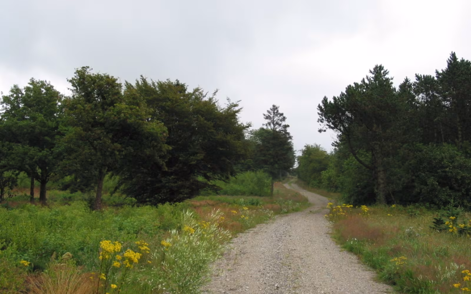 Aars Skov Ridesti
