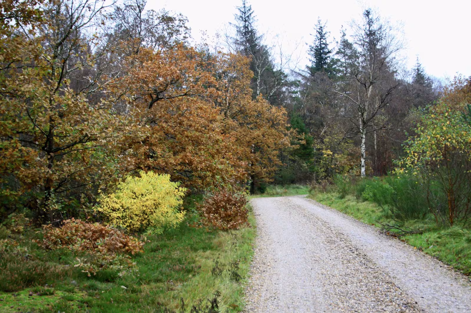 Efterår i Vrøgum Klitplantage