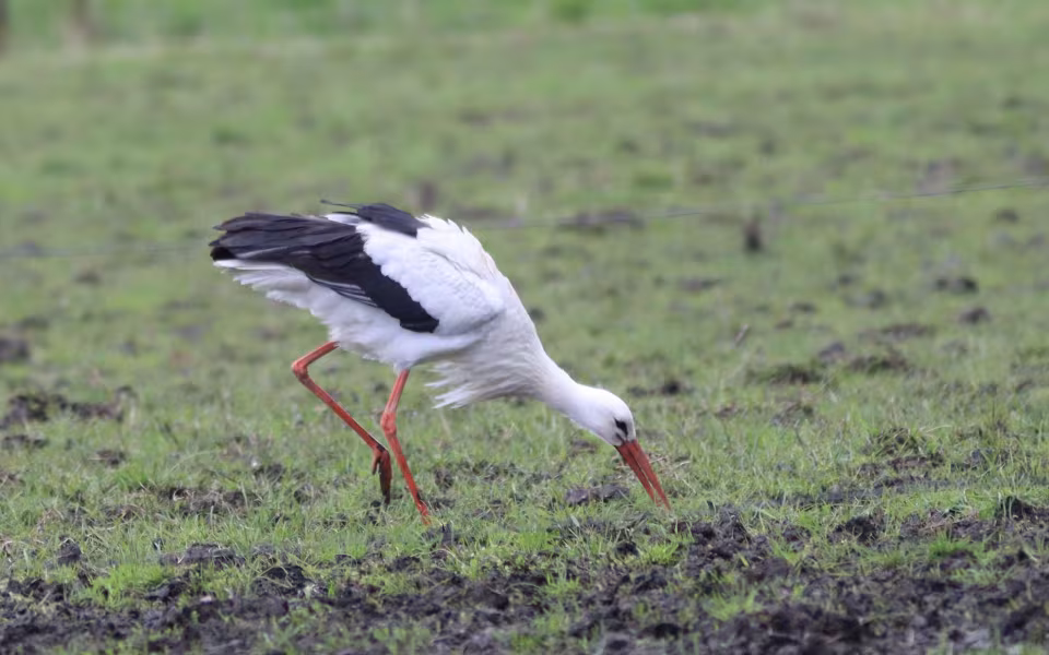 Storken besøger Outrup