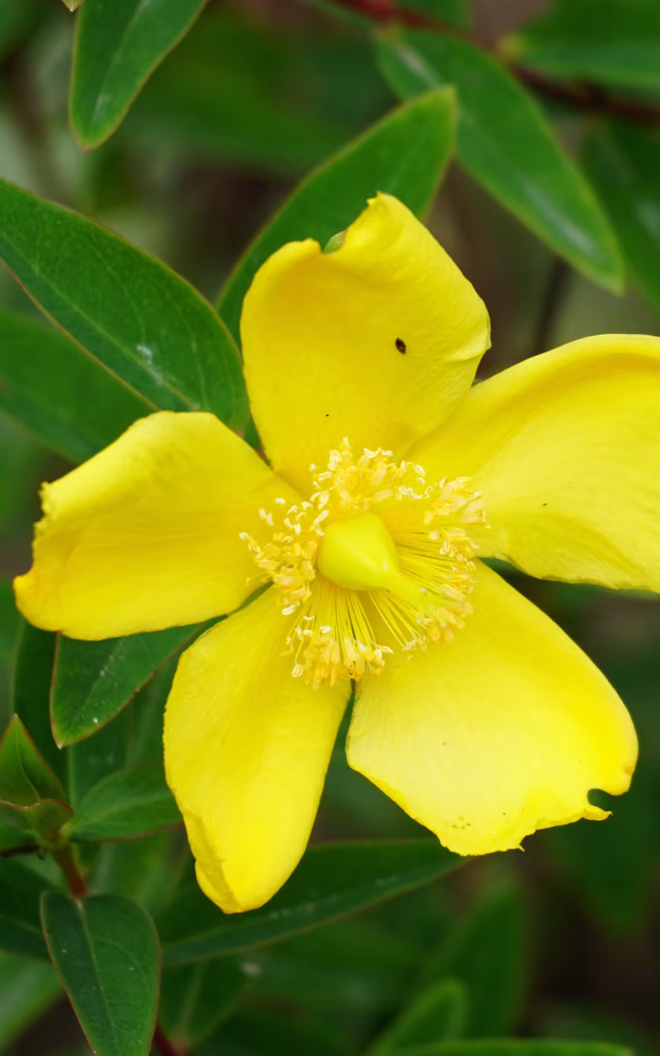 Gul blomst med grønne blade i Kongsdal Åben Have
