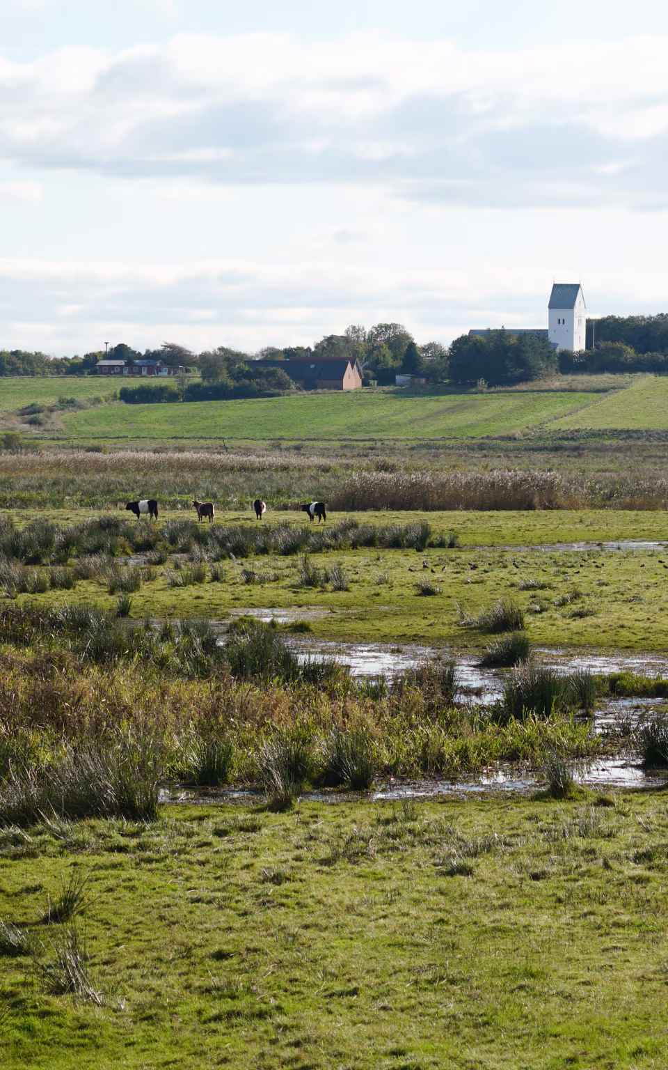 Køer græsser i vådområde ved Skjernåvej med kirke i baggrunden