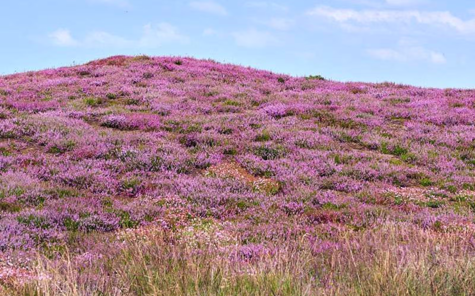 Houstrup, Henne Mølle Å og Lyngbos Hede - 26 km