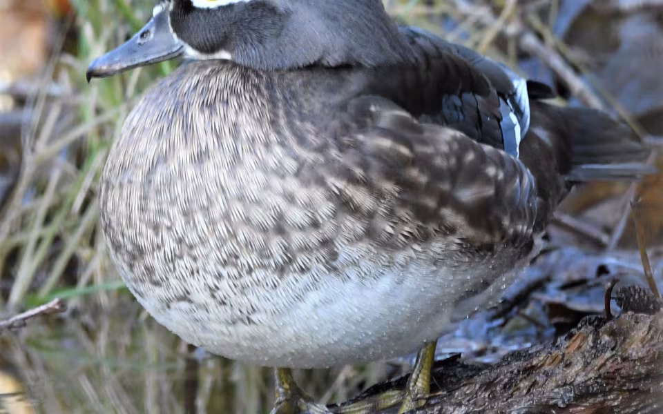 Brudeand ved Øen i Ansager