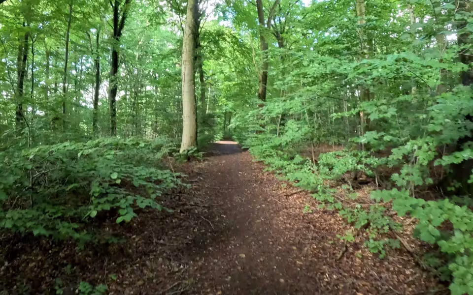 Skal i med en tur i Kraruplund Skov – Naturens stille magi