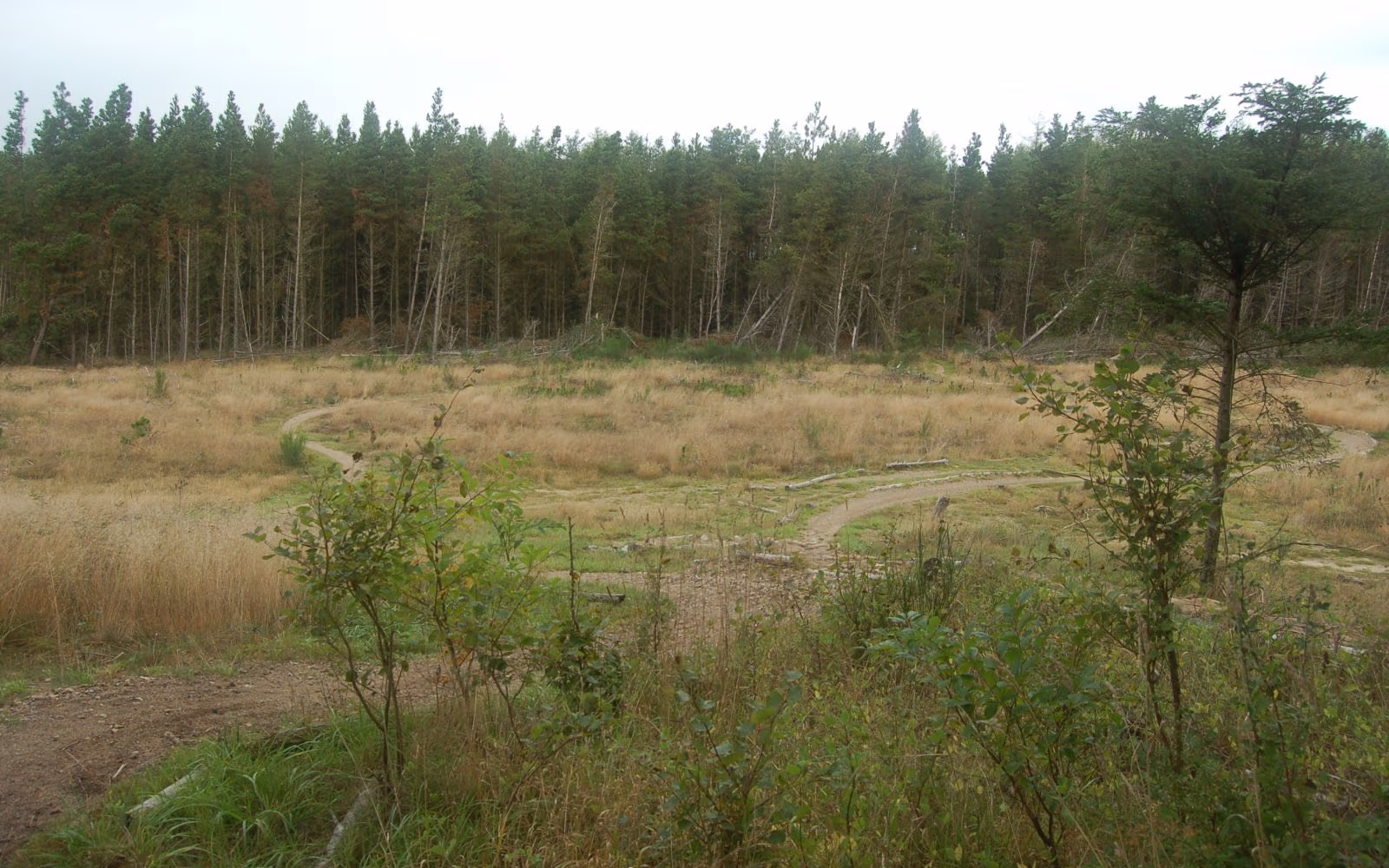 Sdr. Plantage - Blå rute