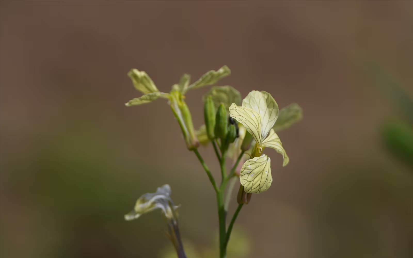 Lys gul korsblomst på slank stængel i nærbillede med sløret baggrund