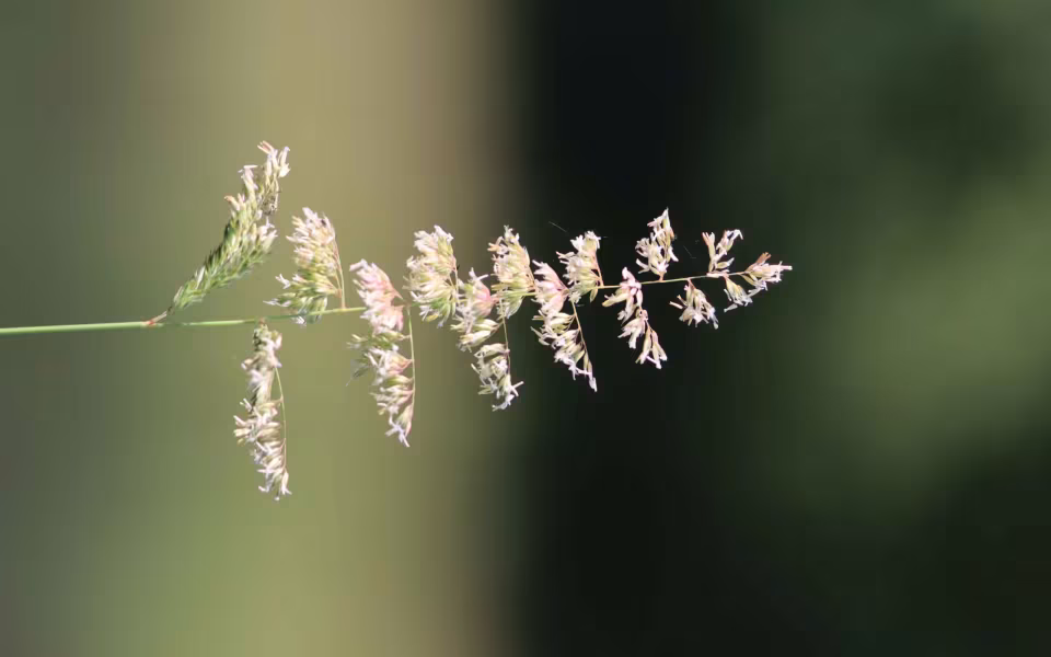 Nye skilte oplyser om sjælden guldsmed