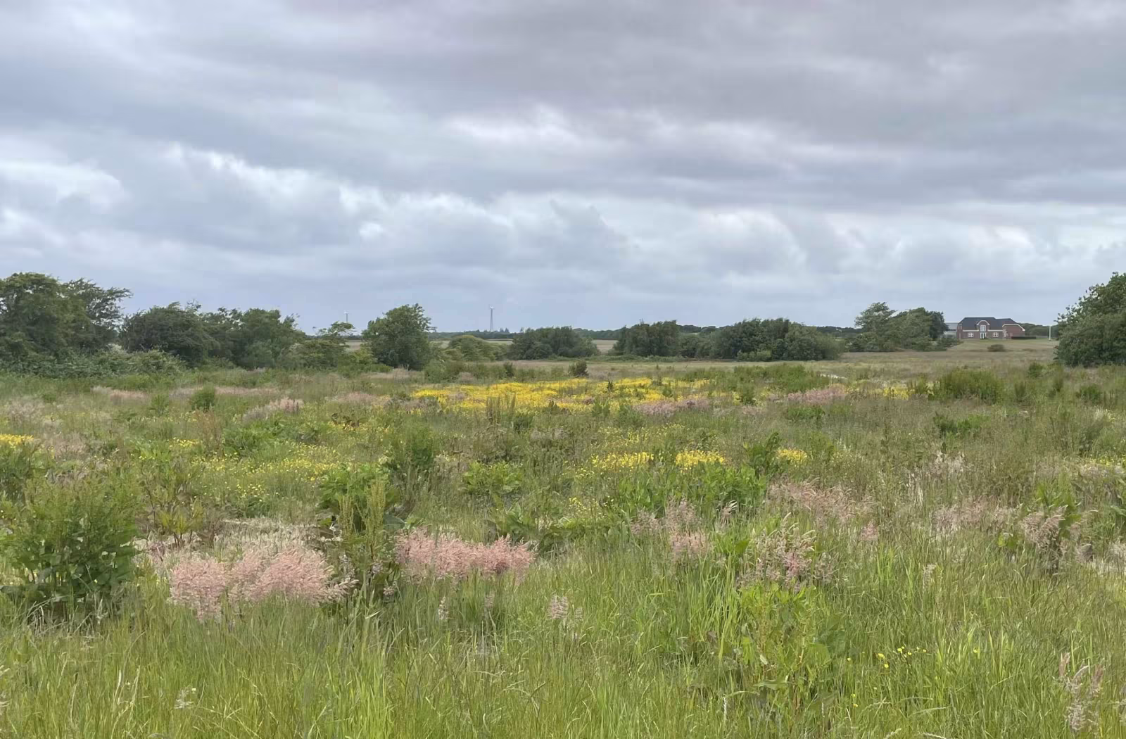 Biodiversiteten har gode kår på denne brakmark på Debelvej