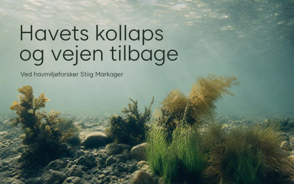Havets kollaps og vejen tilbage - Ved havmiljøforsker Stiig Markager