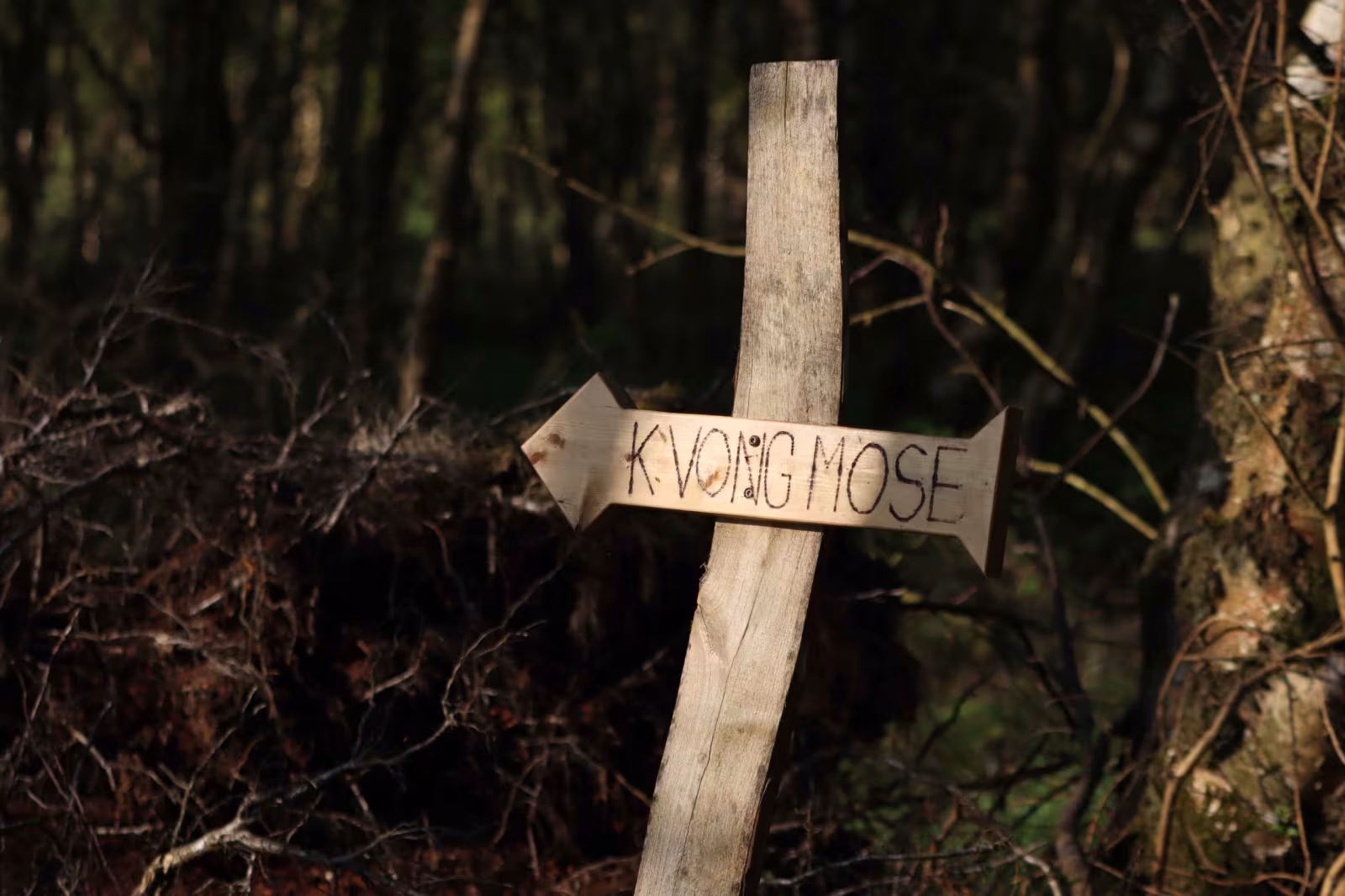 Kvong Mose: En unik naturperle
