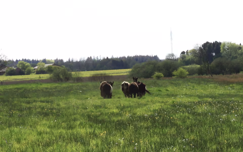 Galloway-studene græsser ved Outrup Anlæg