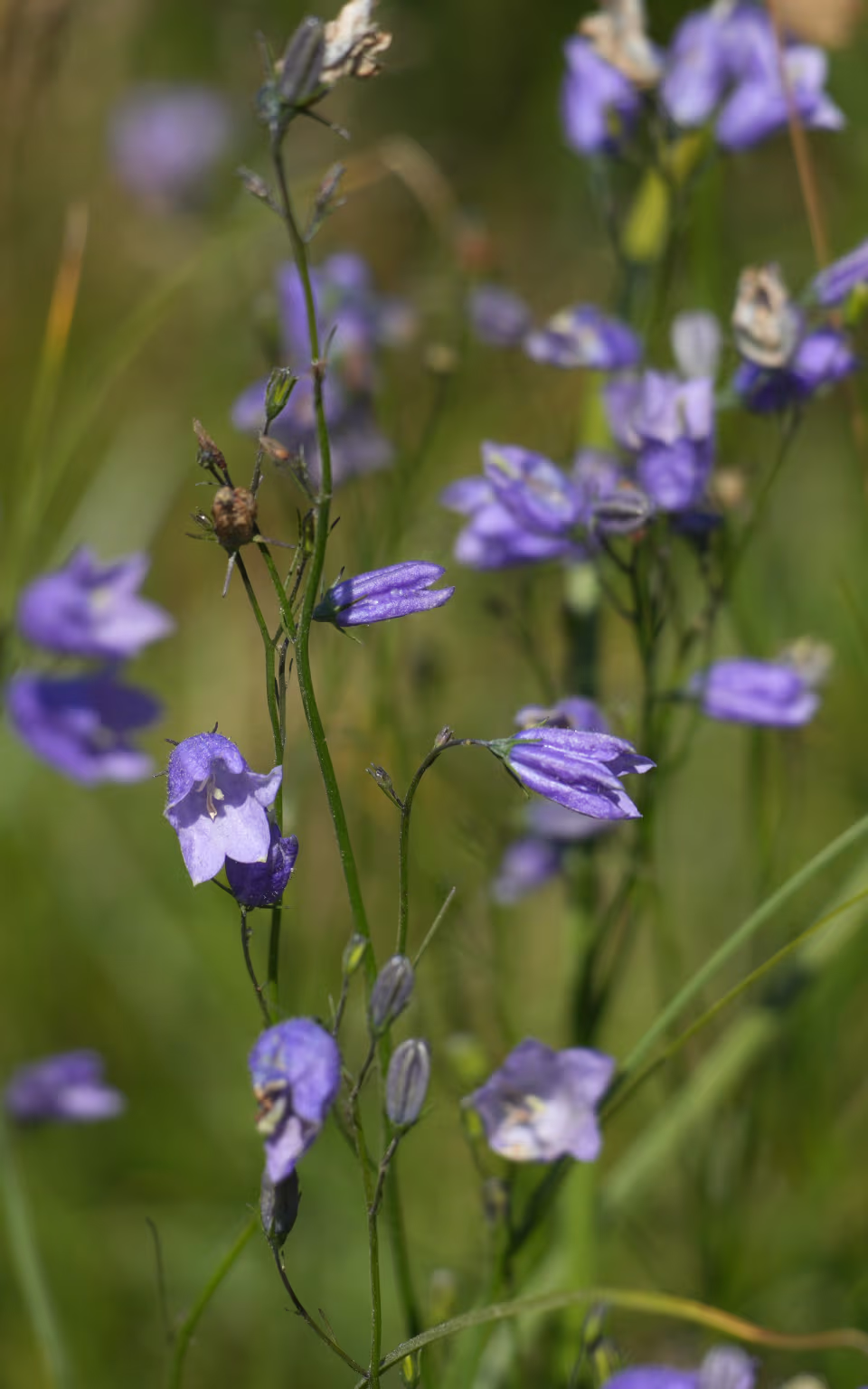 Lilla klokkeblomster mellem grønt græs i nærbillede