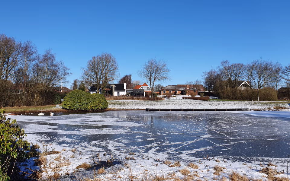 Svaner i åbent vand på den frosne Guldsmedesøen i Ølgod