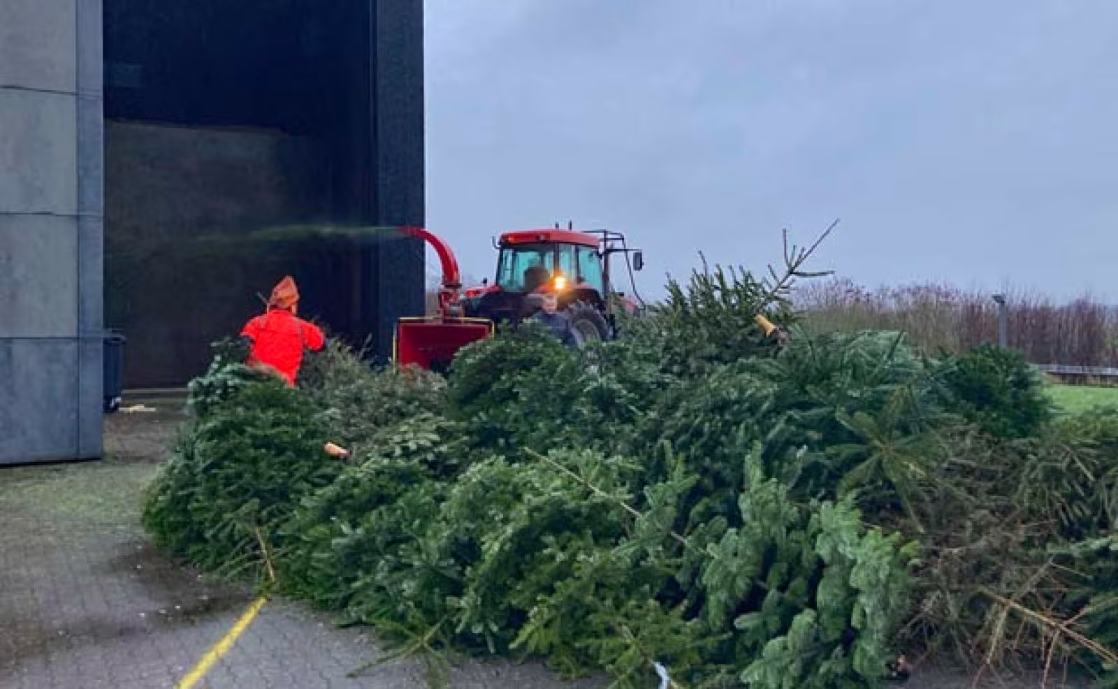 Juletræsindsamling