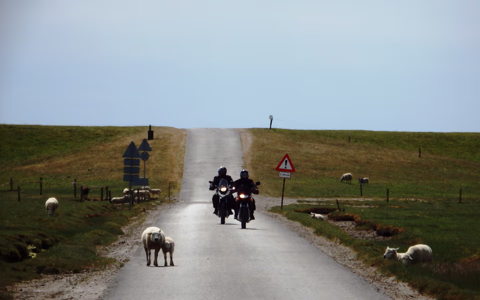 Vej på Mandø med motorcyklister mellem græssende får