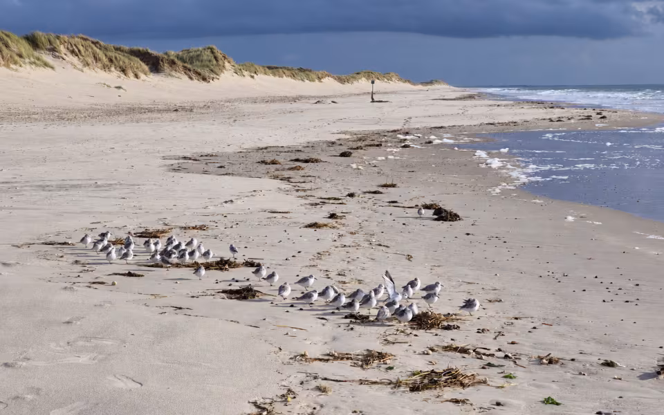Fugleflokken på stranden
God plads på Skallingen. Mellem tang og opskyl havde fuglene fundet et sted at holde hvil under den store efterårshimmel.