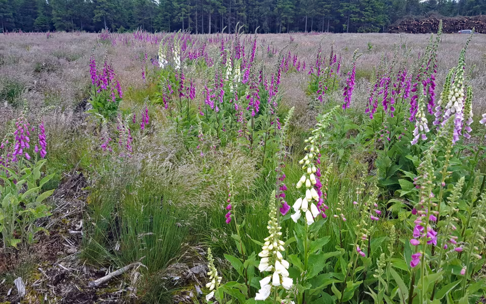 Digitalis står tæt i en rydning i Elbæk Plantage