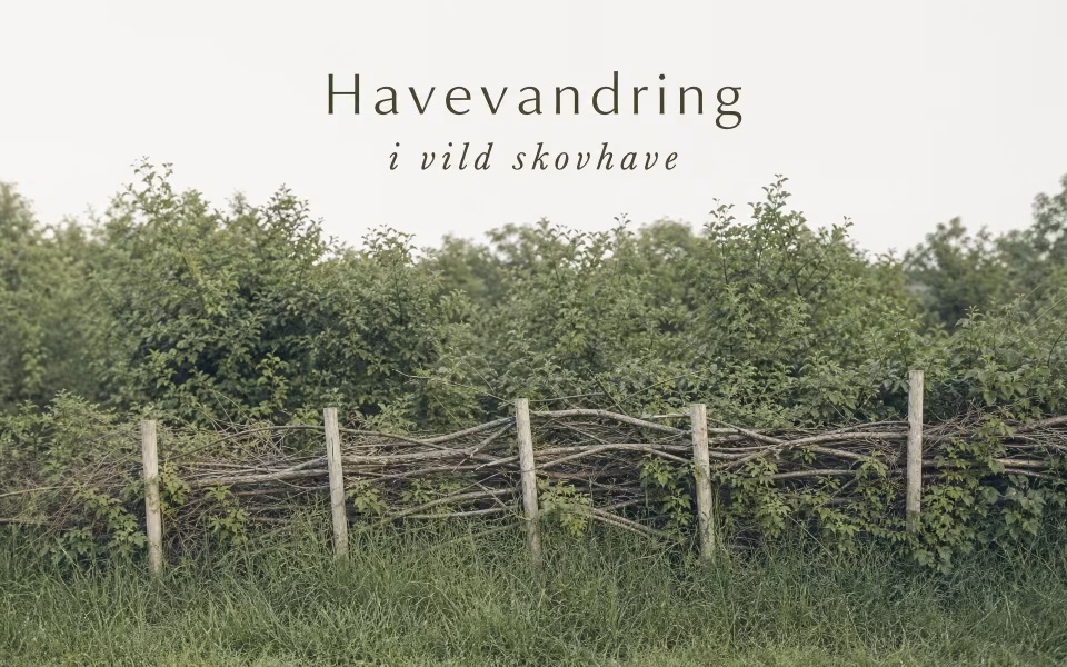 Havevandring i vild skovhave