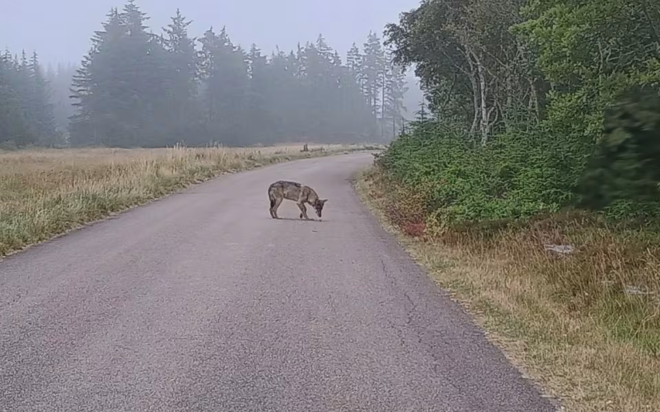 Nærgående ulv skudt ved Houstrup