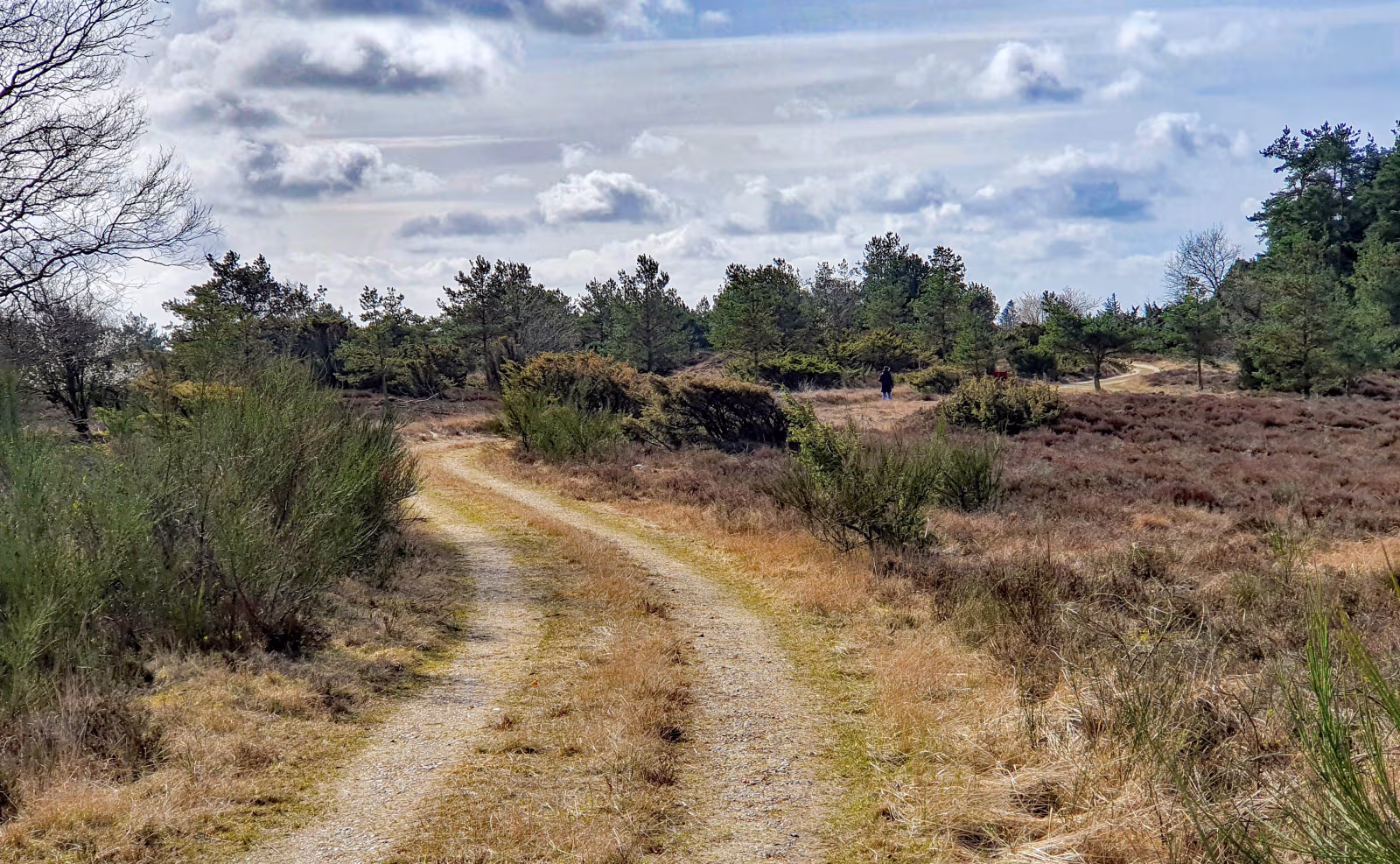 Haltrup Hede, som den tager sig ud lige nu. Foråret er på vej. Enkelte løvtræer er sprunget ud, fuglene synger og de første insekter og sommerfugle er dukket op.