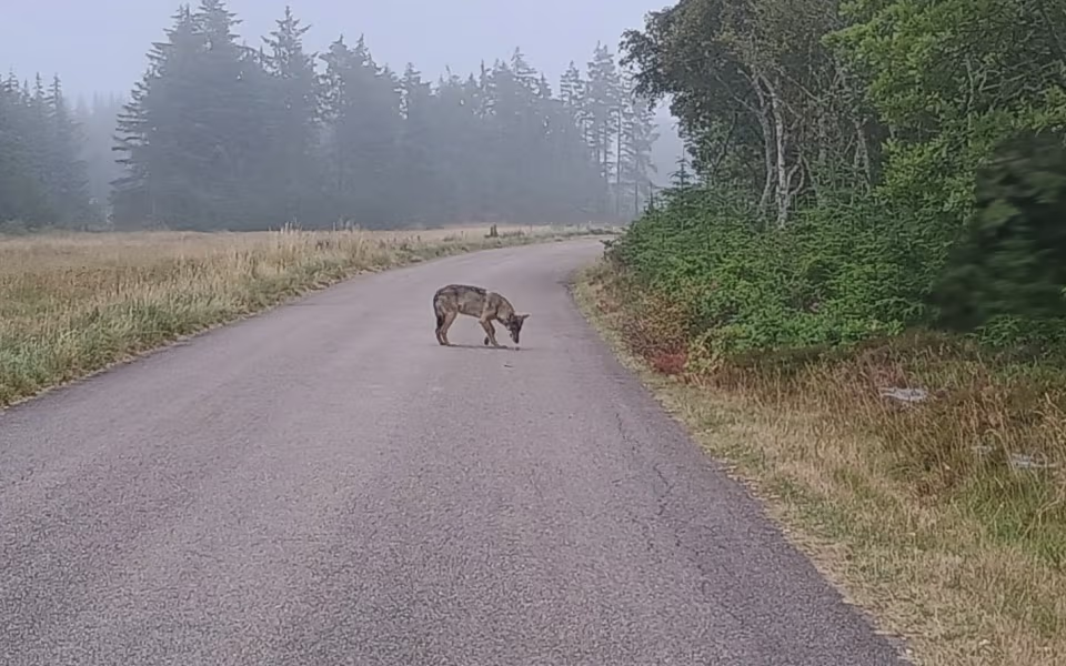 Cyklist fik uventet ulvemøde ved Lønne