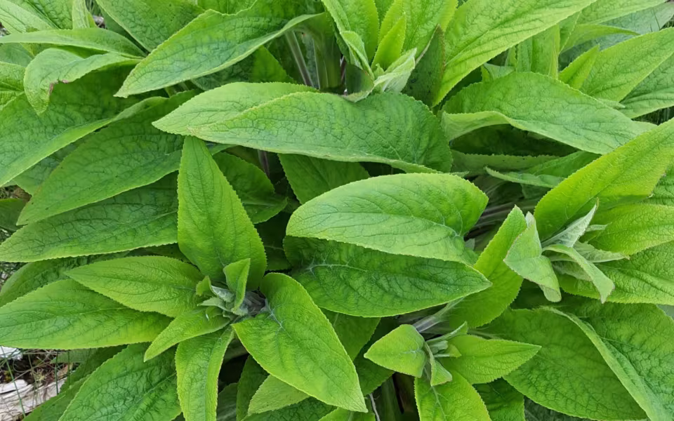 Digitalis står tæt i en rydning i Elbæk Plantage
