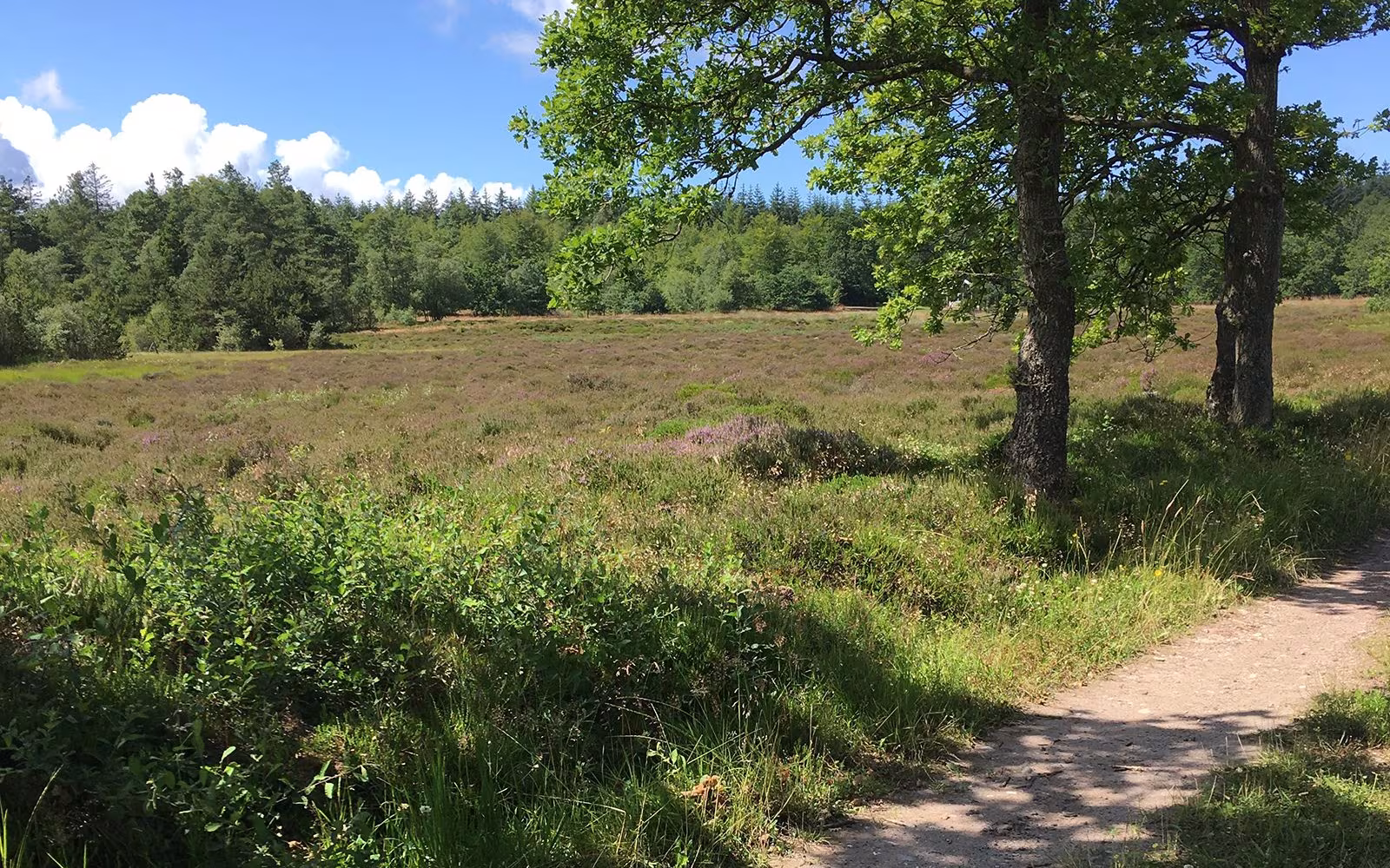 Jensen og Sørensens Plantage - blå rute