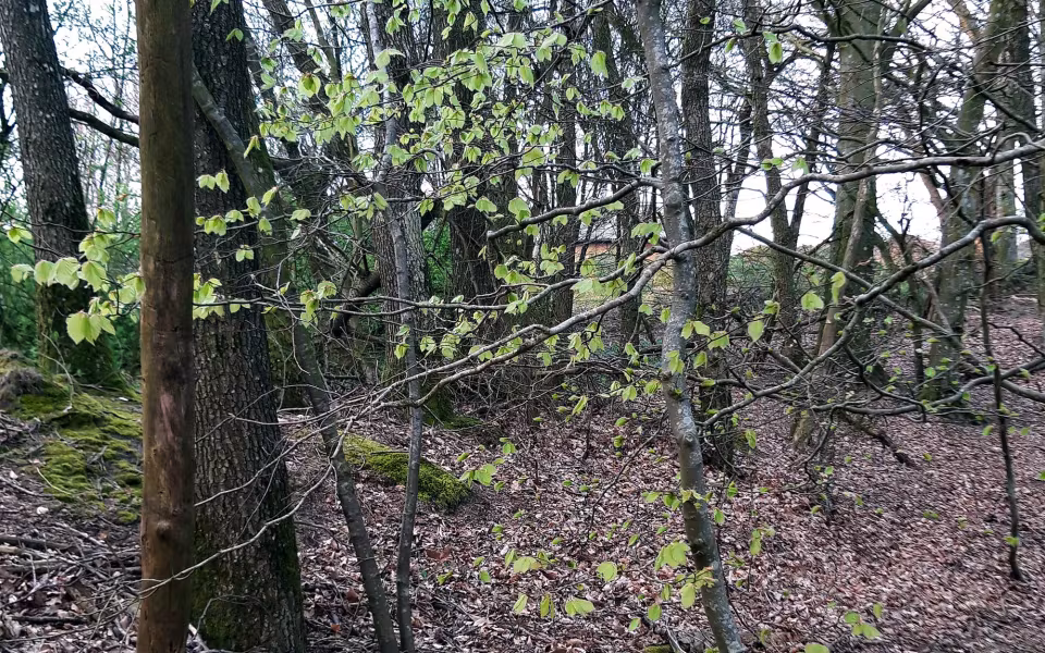 Bøgen i Krattet er sprunget ud